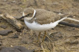 Little Ringed Plover 